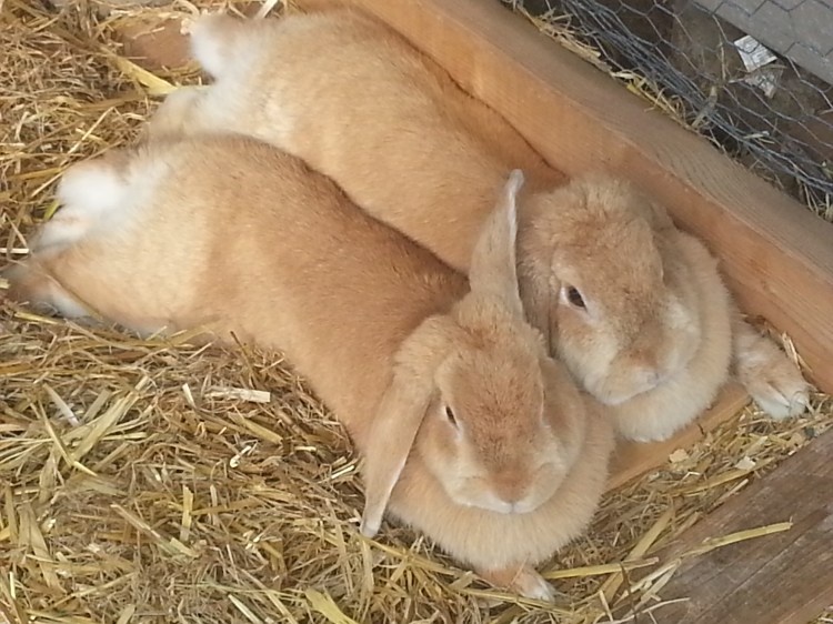 Two of our Three Bunnies