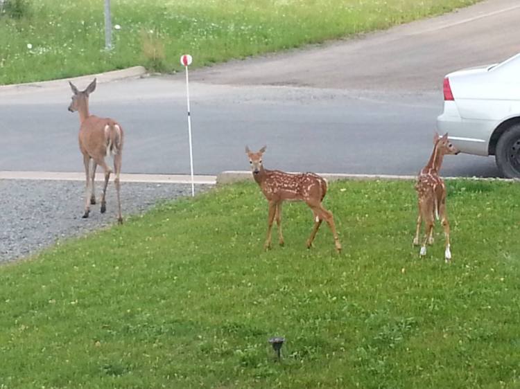 Deer visiting in the front yard.