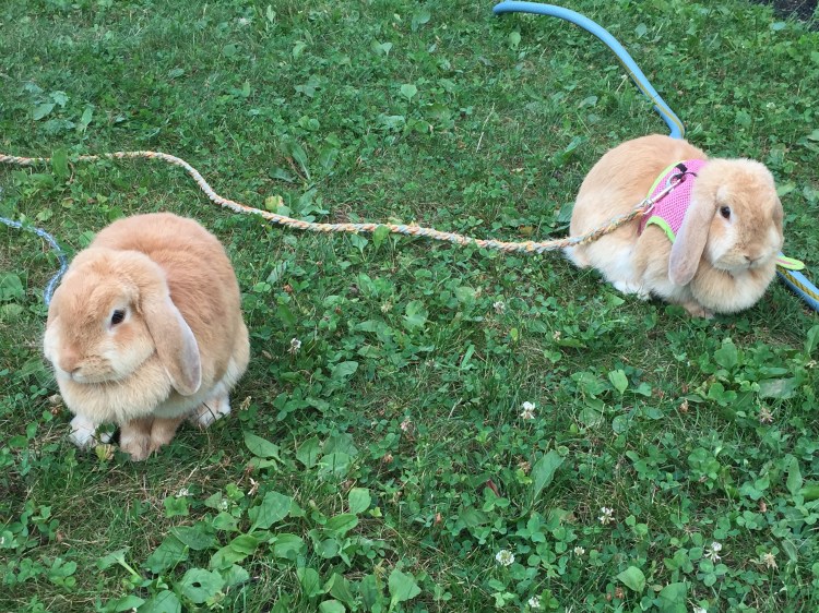 Photo 2015-08-08, 7 48 31 PM