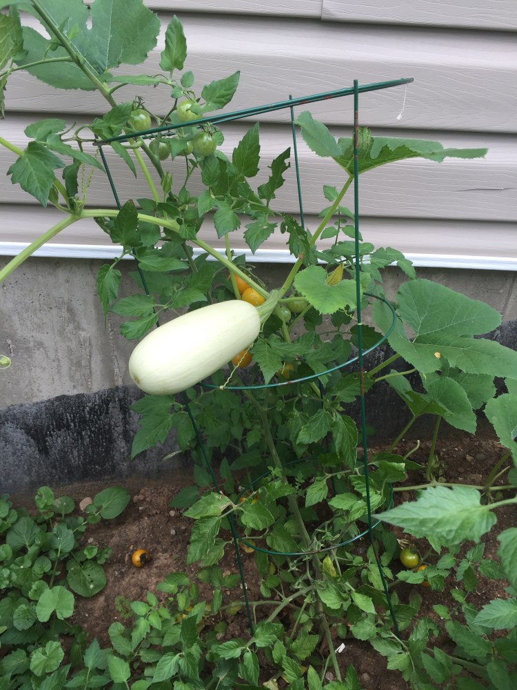 Defiant Squash